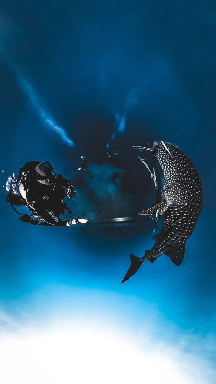 Whaleshark moment. #Insta360moment #diving - Insta360 Community Forum