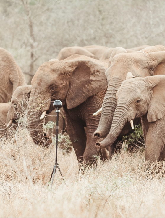 8K 3D VR camera for filming wildlife documentary surrounded by elephants